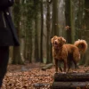 ELTE-kutatás: a rövid orrú kutyák hajlamosabbak emberi segítséget kérni
