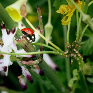 állatbarát ligetek