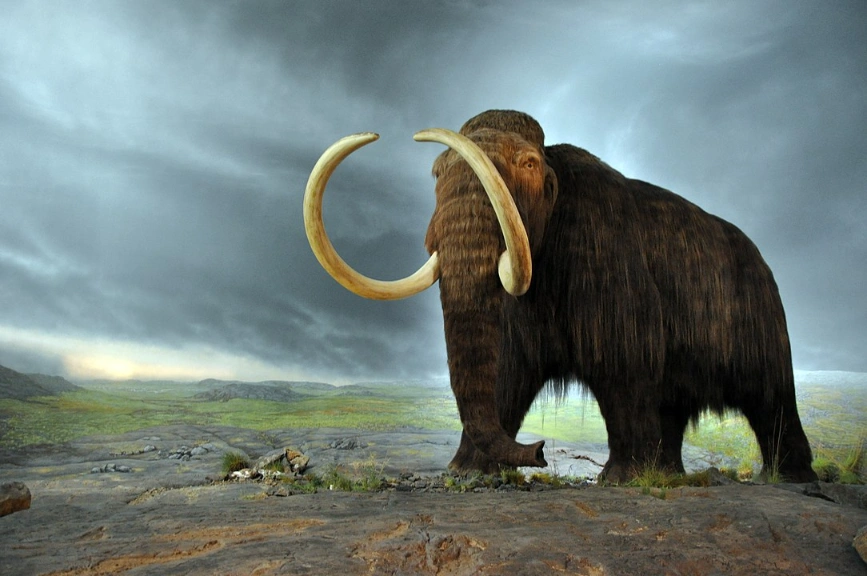 gyapjas mamut
