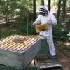 Méhek és virágok „társkereső” szolgáltatása indult Bécsben is