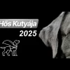 Még várják a jelöléseket Az Év Hős Kutyája díjra